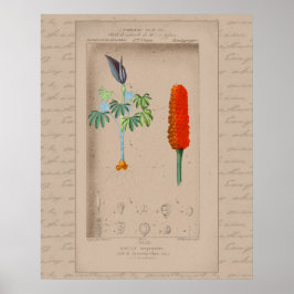 24X30-Fransk botanisk illustration Snakelily Poster