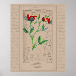 24X30 Fransk Botanisk Illustration Sötärna Poster