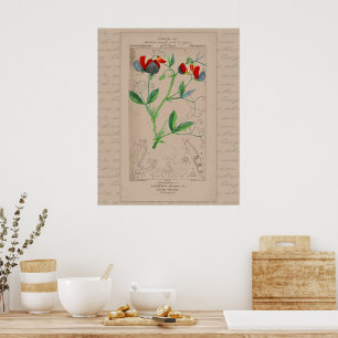 24X30 Fransk Botanisk Illustration Sötärna Poster
