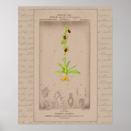 24X30 Fransk botanisk illustration Spindelorkidé Poster
