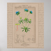 24X30 Fransk botaniskt Illustration Blue Woodruff