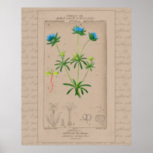 24X30 Fransk botaniskt Illustration Blue Woodruff Poster