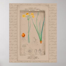 24X30 Fransk Botaniskt Illustration Daffodil Poster