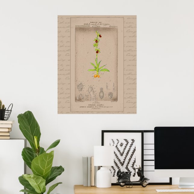 24X30 Fransk Botaniskt Illustration Spider Orchid Poster (Hemmakontoret)