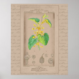 24X30 Fransk Botaniskt illustrationsfåglar Poster