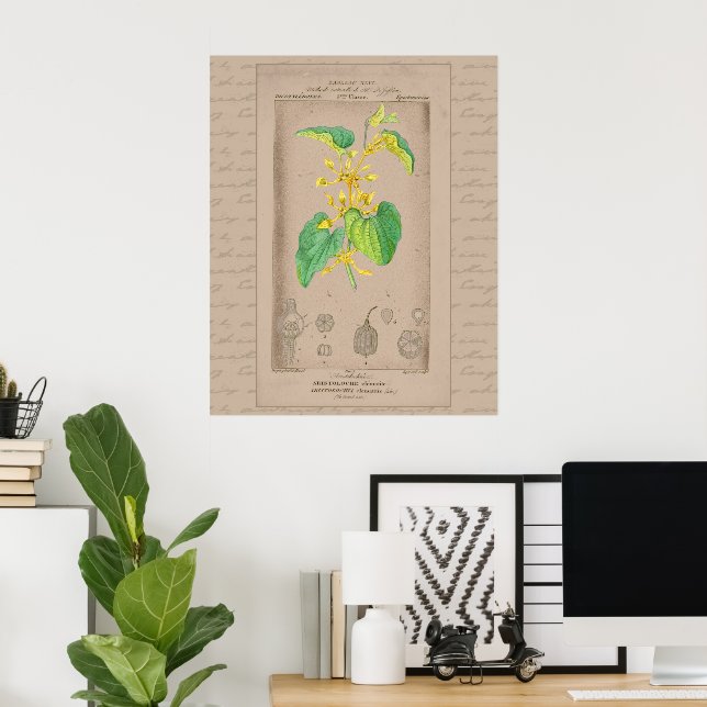 24X30 Fransk Botaniskt illustrationsfåglar Poster (Hemmakontoret)