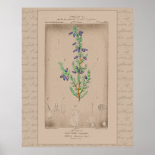 24X30-Franskens botaniska Illustration Bell Heathe Poster