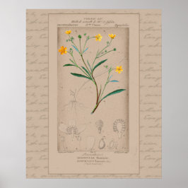 24X30-Franskens botaniska Illustration-knapp Poster
