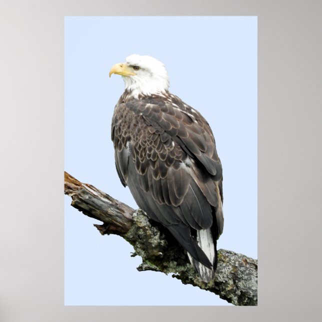 24x36 Poster Papper (projektionsyta) för örn (Framsidan)