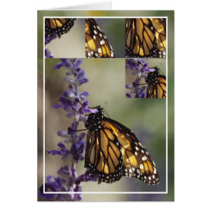 2812 Butterfly Montage Hälsningskort