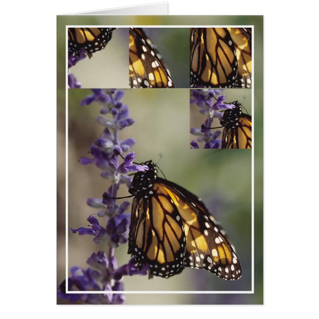 2812 Butterfly Montage Hälsningskort (Framsidan)