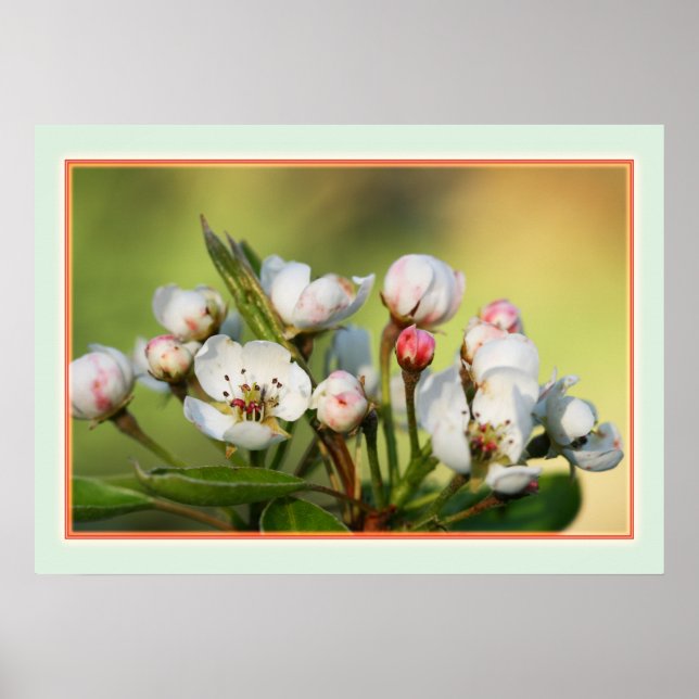 28 x 20 tum, Poster Pappert (projektionsyta) (Framsidan)