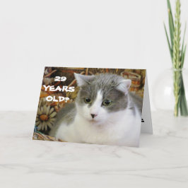 29? Du har katt för att bli kitten. Kort