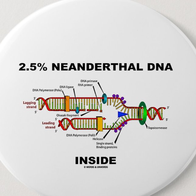2,5% neanderthal DNA Inside (DNA-replikering) Knapp (Pinback button for any genealogist or molecular biologist)
