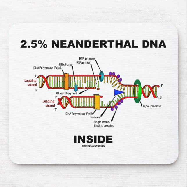 2,5% Neanderthal DNA Inside DNA- replikering Musmatta (Framsidan)