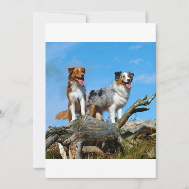 2 AUSTRALIAN SHEPHERD (Framsida)