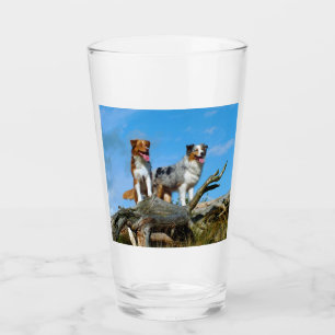 2 AUSTRALIAN SHEPHERD GLASKOPP