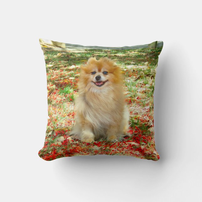 2 bilder söt Pomeranian hund röda blommor Kudde (Framsida)