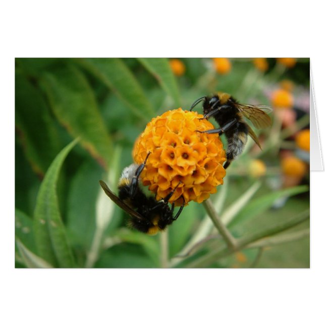 2 bin eller inte 2 bin hälsningskort (Framsidan Horizontal)