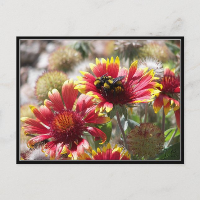 2 bin på blomman på framsidan. vykort (Framsida)