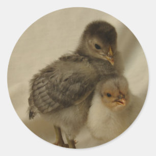 2 Blått/Grått-Chickar Runt Klistermärke