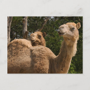 2 Camels vykort