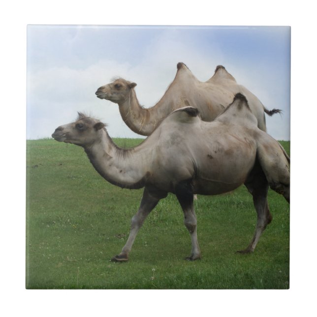 2 Camels Walking in a Fält Vilda djur Art Photo Kakelplatta (Framsidan)