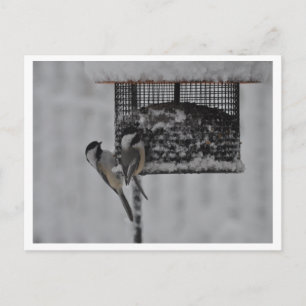 2 Chickadees Vykort