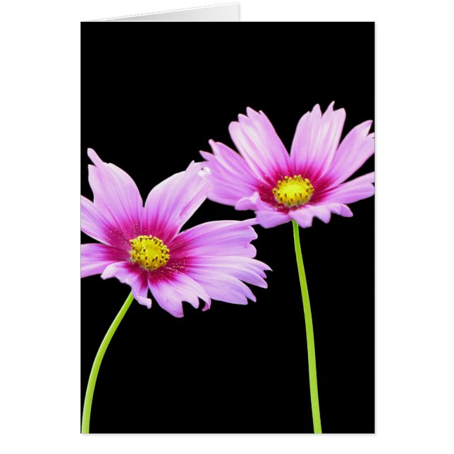 2 Cosmos Hälsningskort (Framsidan)