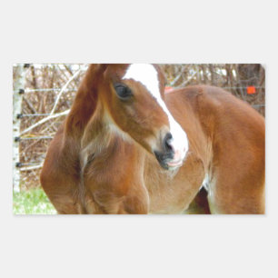 2 CUTE HORSE FOAL BABY PONY REKTANGULÄRT KLISTERMÄRKE