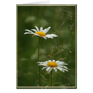 2 DAISY HÄLSNINGSKORT