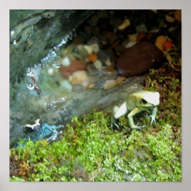 2 Dart Frogs Poster (Framsidan)