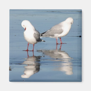 2 fiskmåsar på en strand magnet