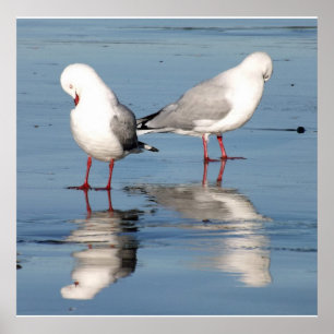 2 fiskmåsar på en strand poster