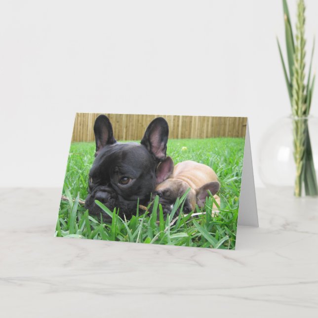 2 franska bulldoggar i gräset tack kort (Framsida)