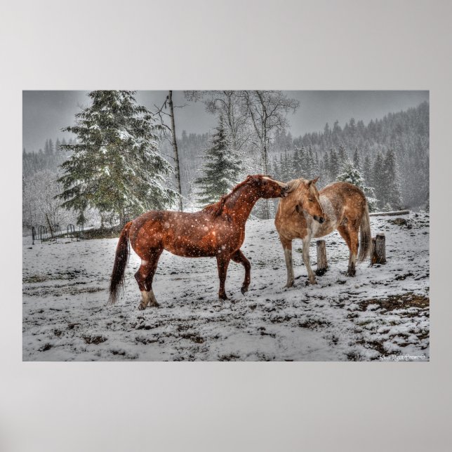 2 Friendly Ranch Horses, Dun, Palomino Paint Photo Poster (Framsidan)