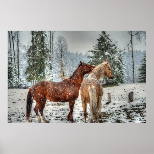 2 Friendly Ranch Horses, Dun, Palomino Paint Photo Poster (Framsidan)
