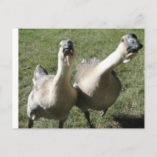 2 gäss vykort