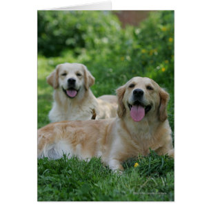 2 Golden Retrievers Lutning i gräs Hälsningskort