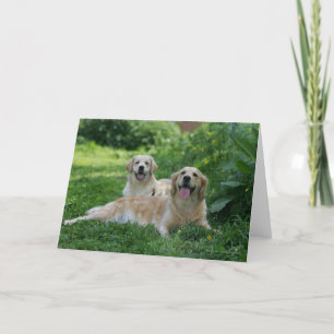 2 Golden Retrievers Lutning i gräs Kort