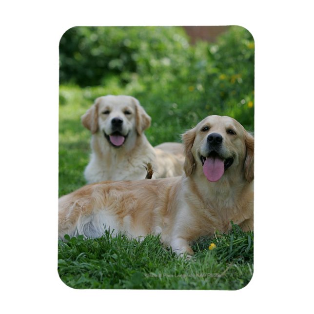 2 Golden Retrievers Lutning i gräs Magnet (Vertikal)