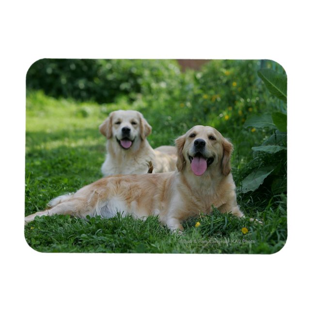 2 Golden Retrievers Lutning i gräs Magnet (Horisontell)
