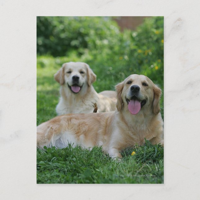 2 Golden Retrievers Lutning i gräs Vykort (Framsida)