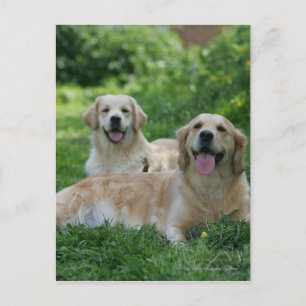 2 Golden Retrievers Lutning i gräs Vykort