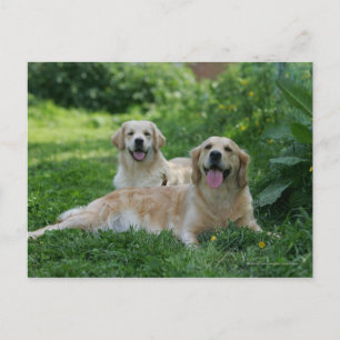 2 Golden Retrievers Lutning i gräs Vykort