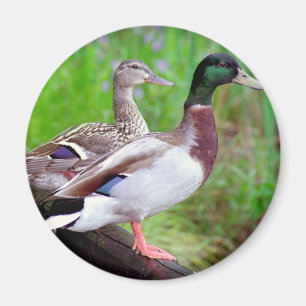 2 gräsand på en staketmagnet magnet