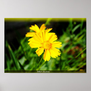 2 GULA BLOMMOR POSTER