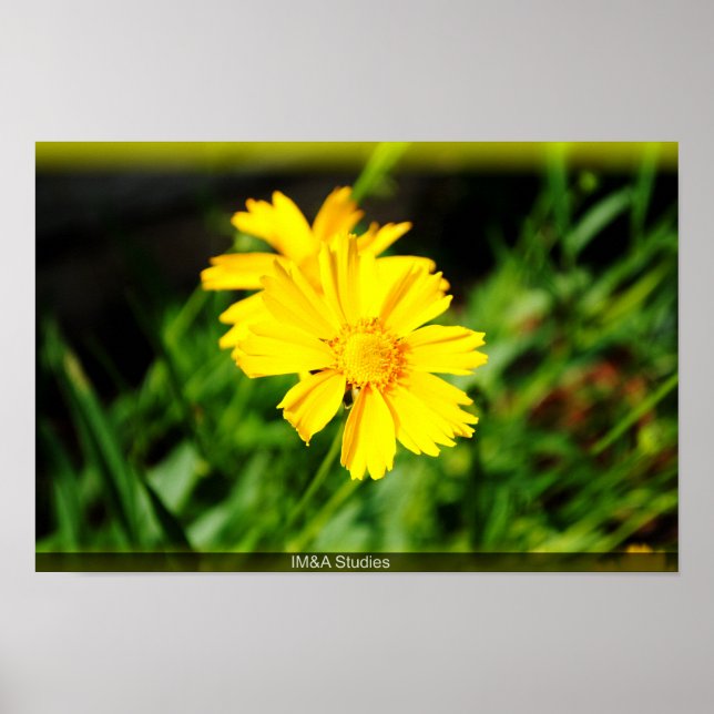 2 GULA BLOMMOR POSTER (Framsidan)