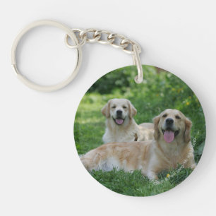 2 guld- Retrievers som lägger i gräs