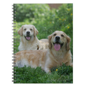 2 guld- Retrievers som lägger i gräs Anteckningsbok Med Spiral